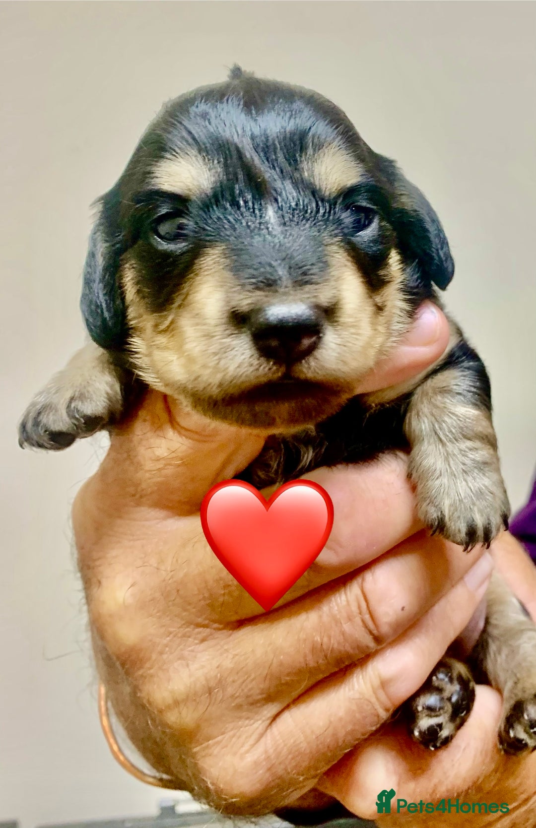 Miniature Dachshund dogs for sale: KC reg black & cream longhaired girl - Image 3