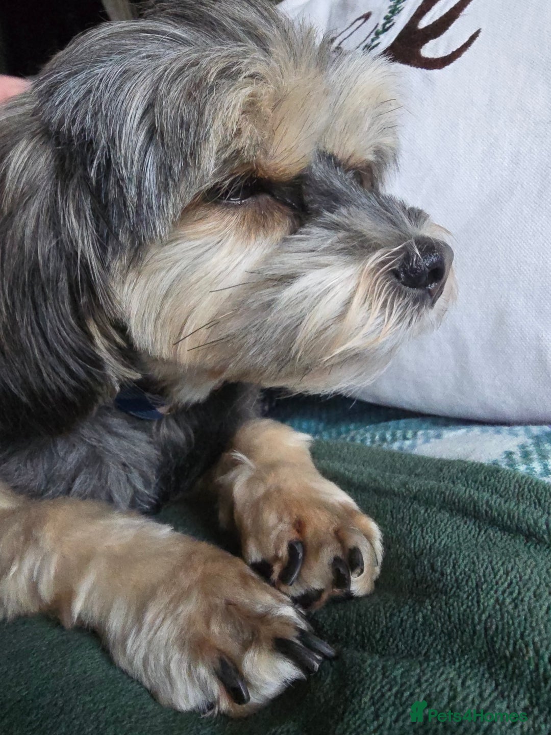 Mixed Breed dogs for sale: Shorkie cross lhasa apso pups - Advert 13