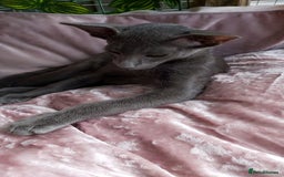 Oriental cats for sale: Full Pedigree Oriental 1 Kitten XL size ears GCCF - Image 13