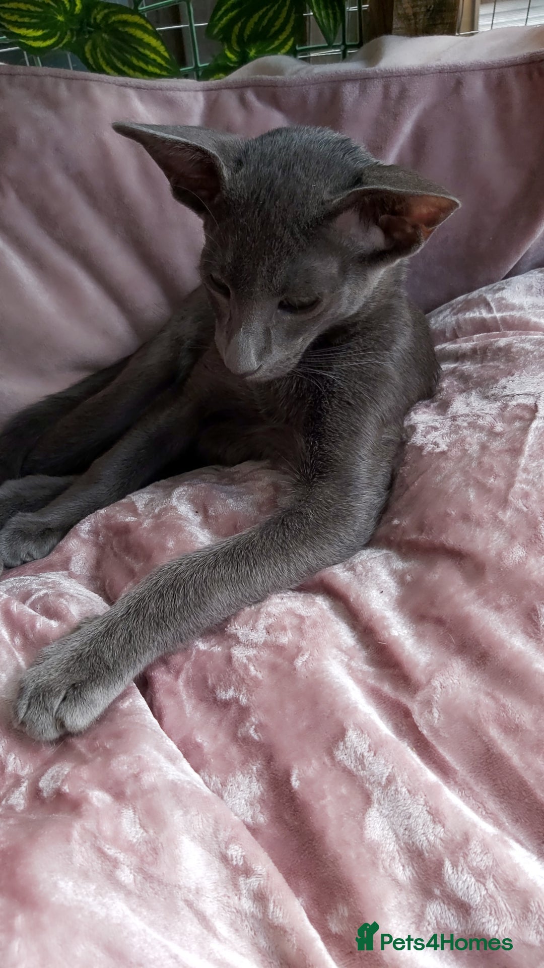 Oriental cats for sale: Full Pedigree Oriental 1 Kitten XL size ears GCCF - Image 13