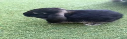 Mini Lop rabbits for sale: Mini lops ready for there new homes 🐰 - Advert 7