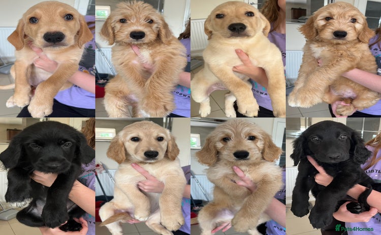 Goldendoodle dogs in Doncaster - Advert 2