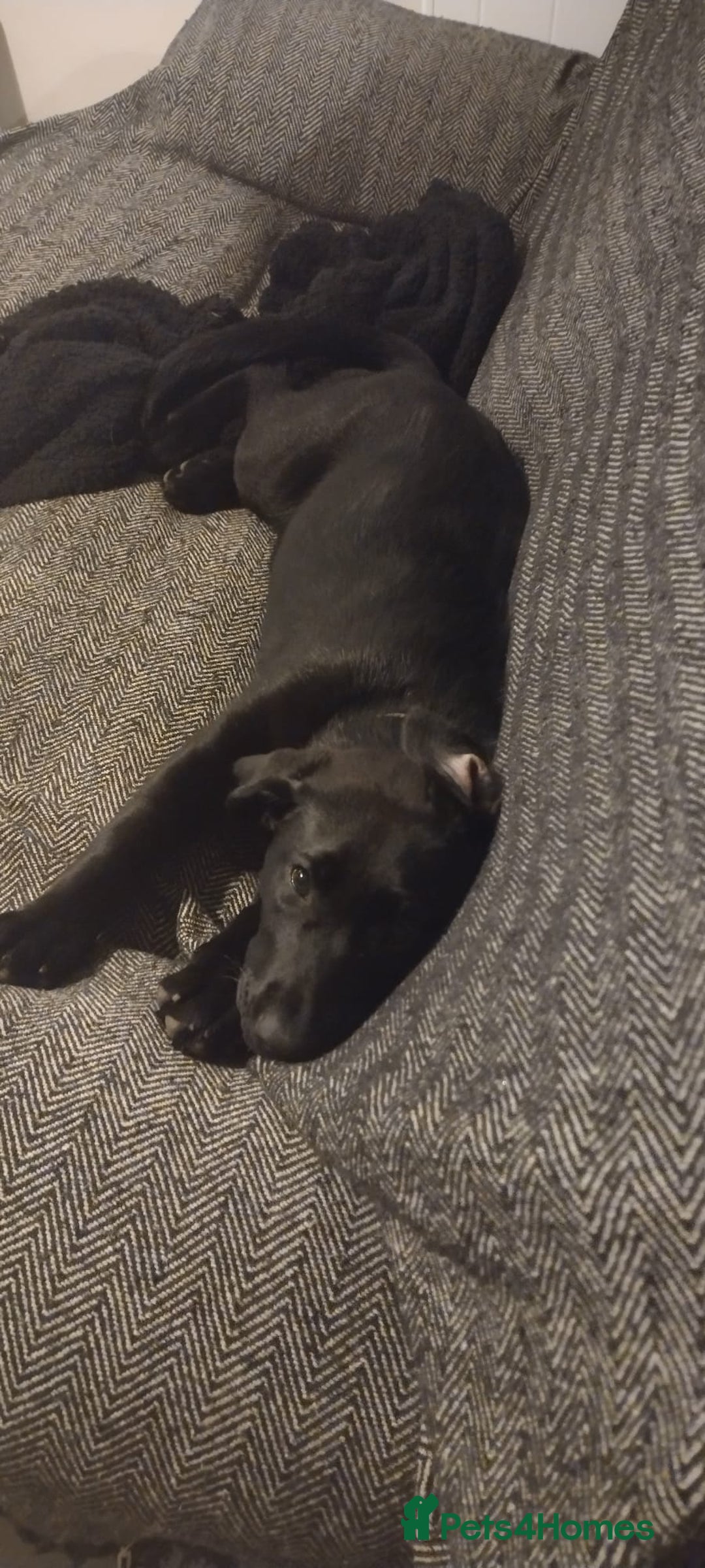 Mixed Breed dogs for sale: Loving lap pup full of snuggles  - Image 2