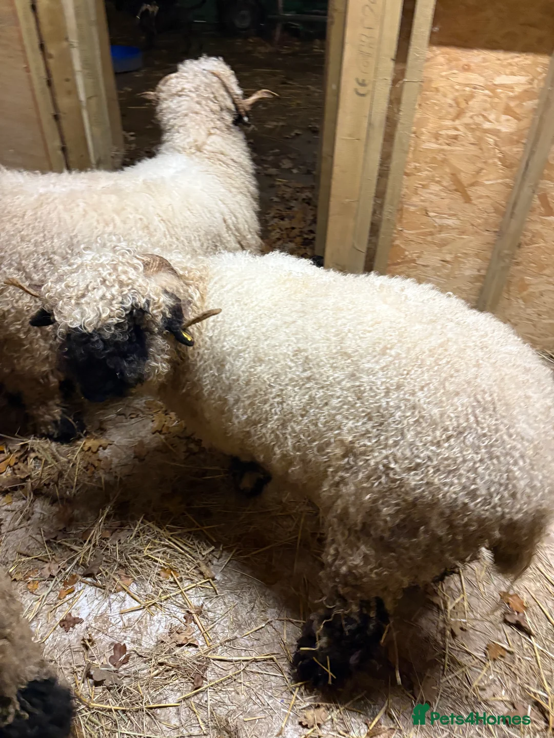 Sheep livestock for sale: Black valais sheep x3 - Advert 3