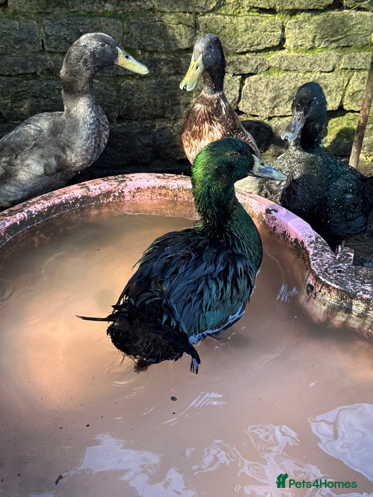 Ducks poultry FREE DUCKS. 1 FEMALE 2 MALE - Advert 1