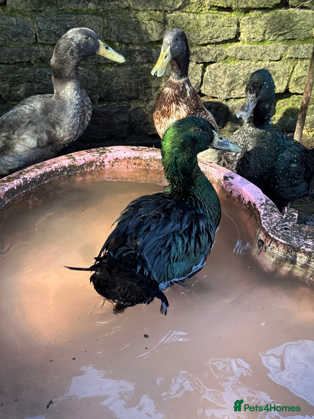 Ducks poultry for sale: FREE DUCKS. 1 FEMALE 2 MALE in Olney - Advert 1