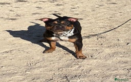 Staffordshire Bull Terrier dogs for sale: Urgent home needed  - Image 3