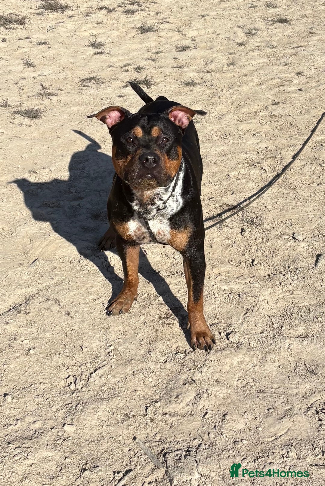 Staffordshire Bull Terrier dogs for sale: Urgent home needed  - Image 3