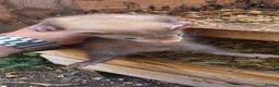 Ferret rodents for sale: Ferret kits for sale  - Advert 5