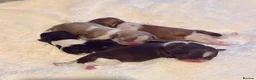 Shih Tzu dogs for stud: Stunning Lavender Dobie Shih Tzu - Advert 5