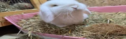 Mini Lop rabbits for sale: Mini lop - Advert 3