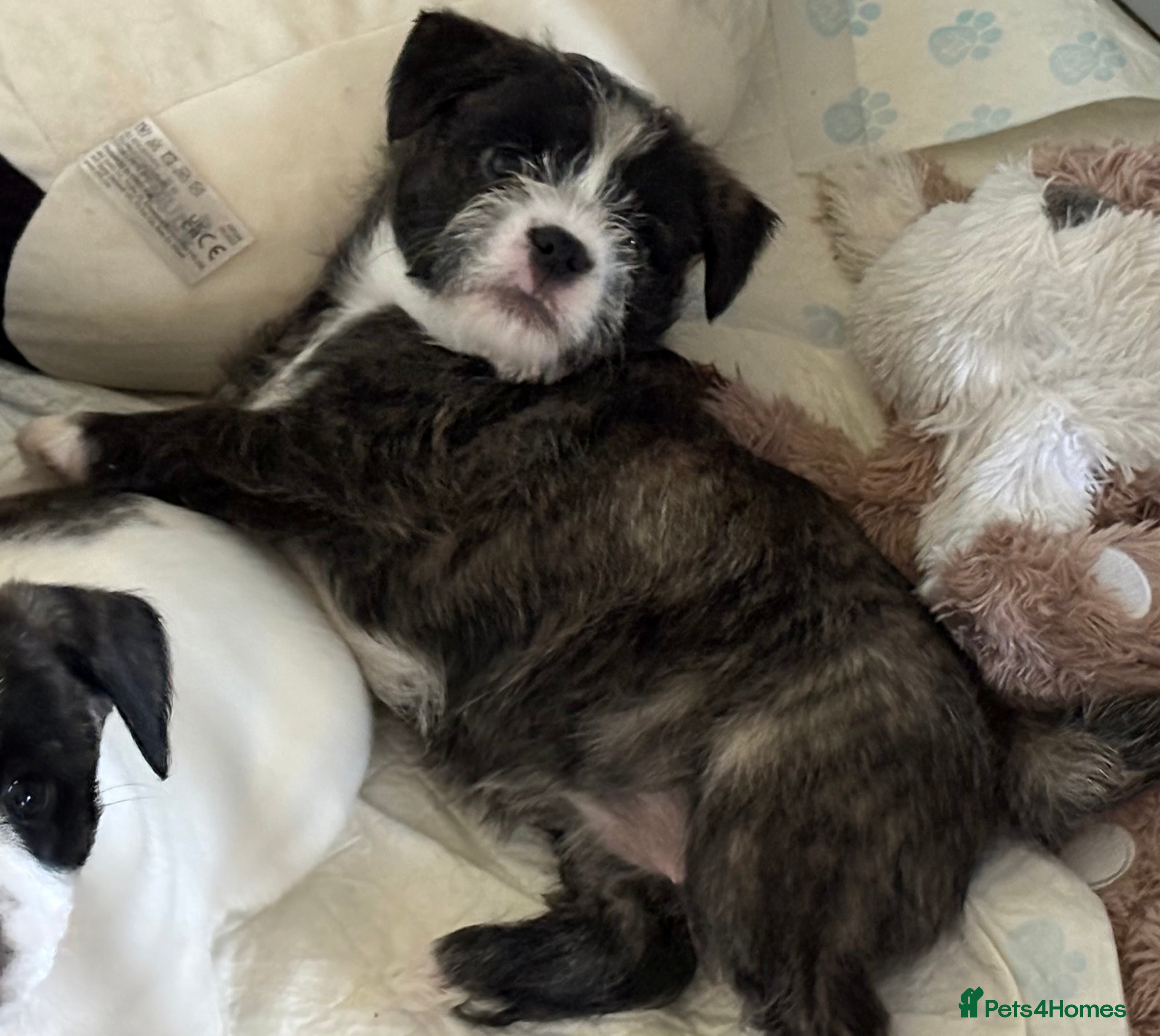 Mixed Breed dogs Pugland Puppies  - Advert 2