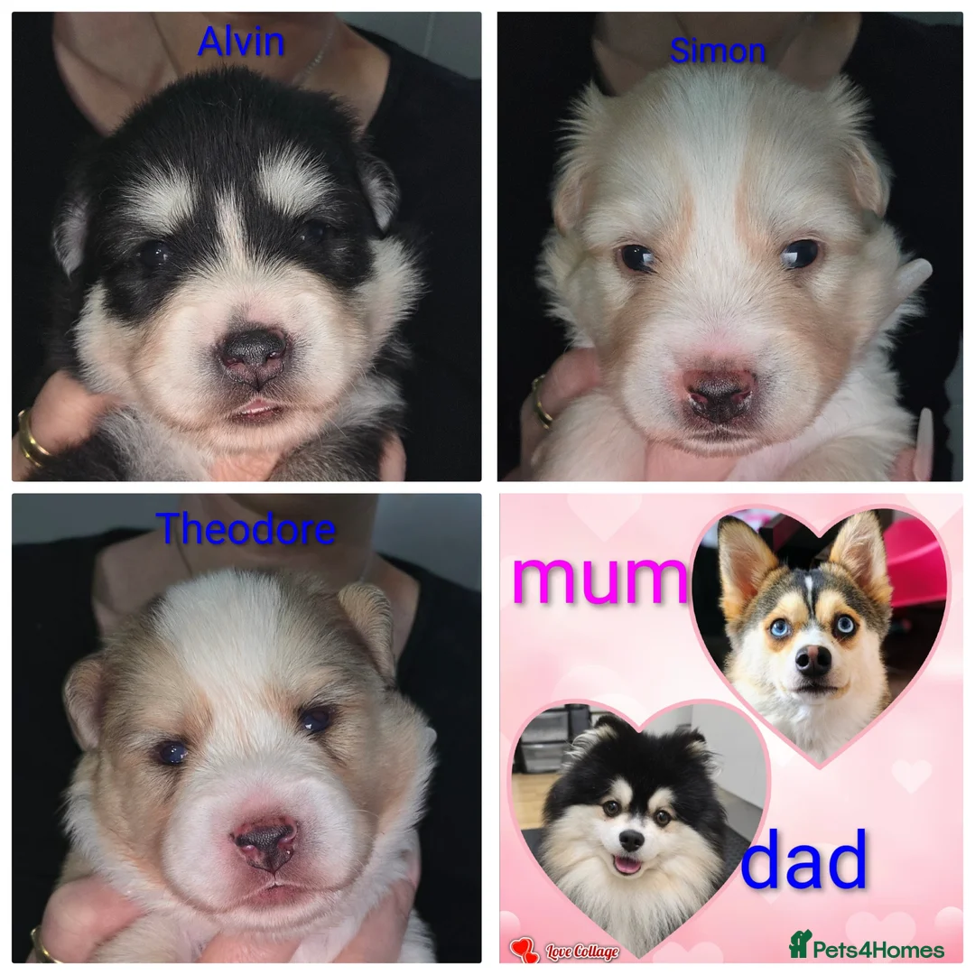 Pomsky dogs for sale: Pomsky puppies with Husky masks  - Advert 1