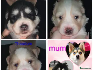 Pomsky dogs Pomsky puppies with Husky masks - Advert 3