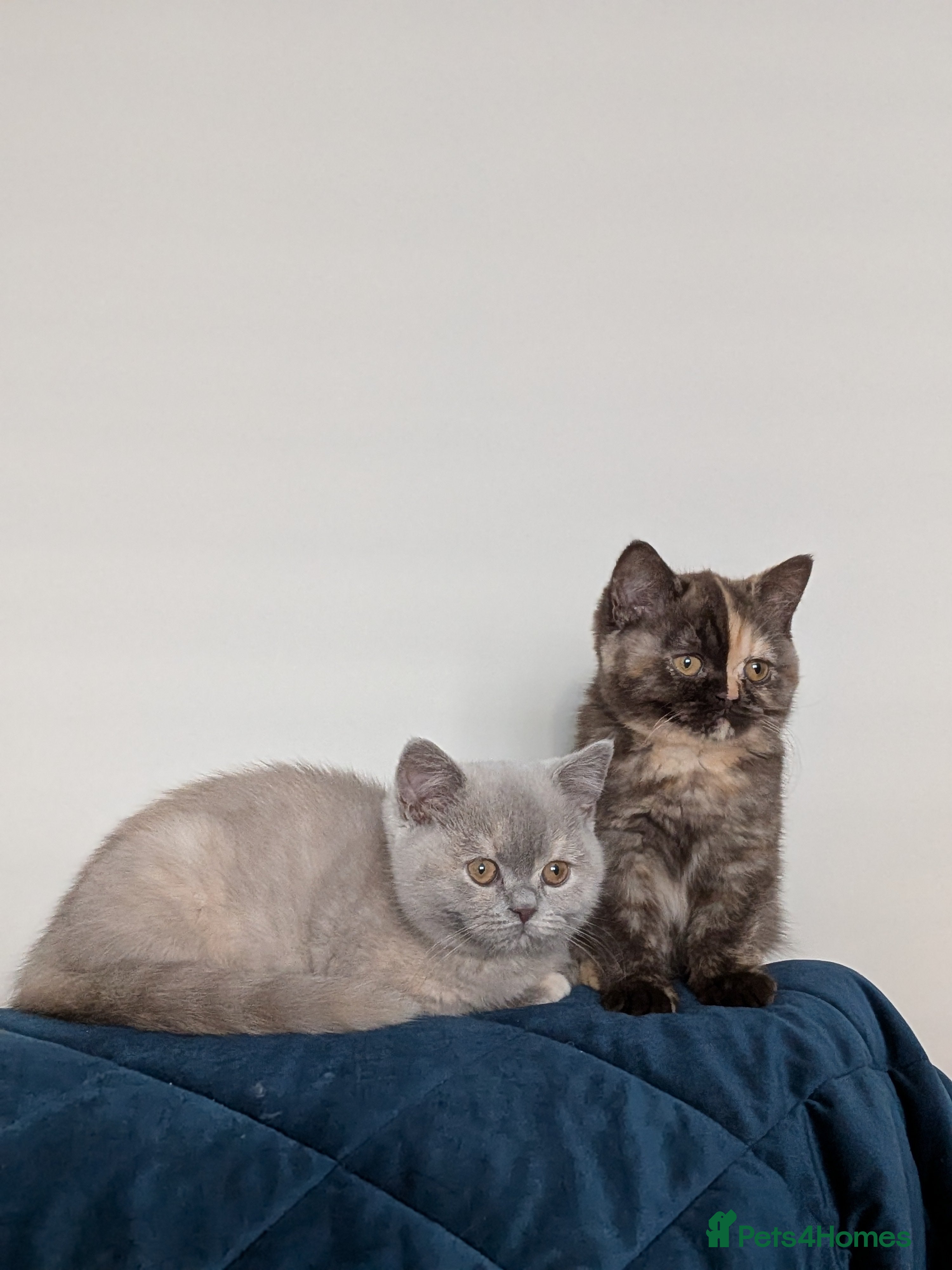 British Shorthair cats British Shorthair kittens  - Advert 1