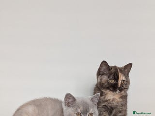 British Shorthair cats British Shorthair kittens - Advert 1