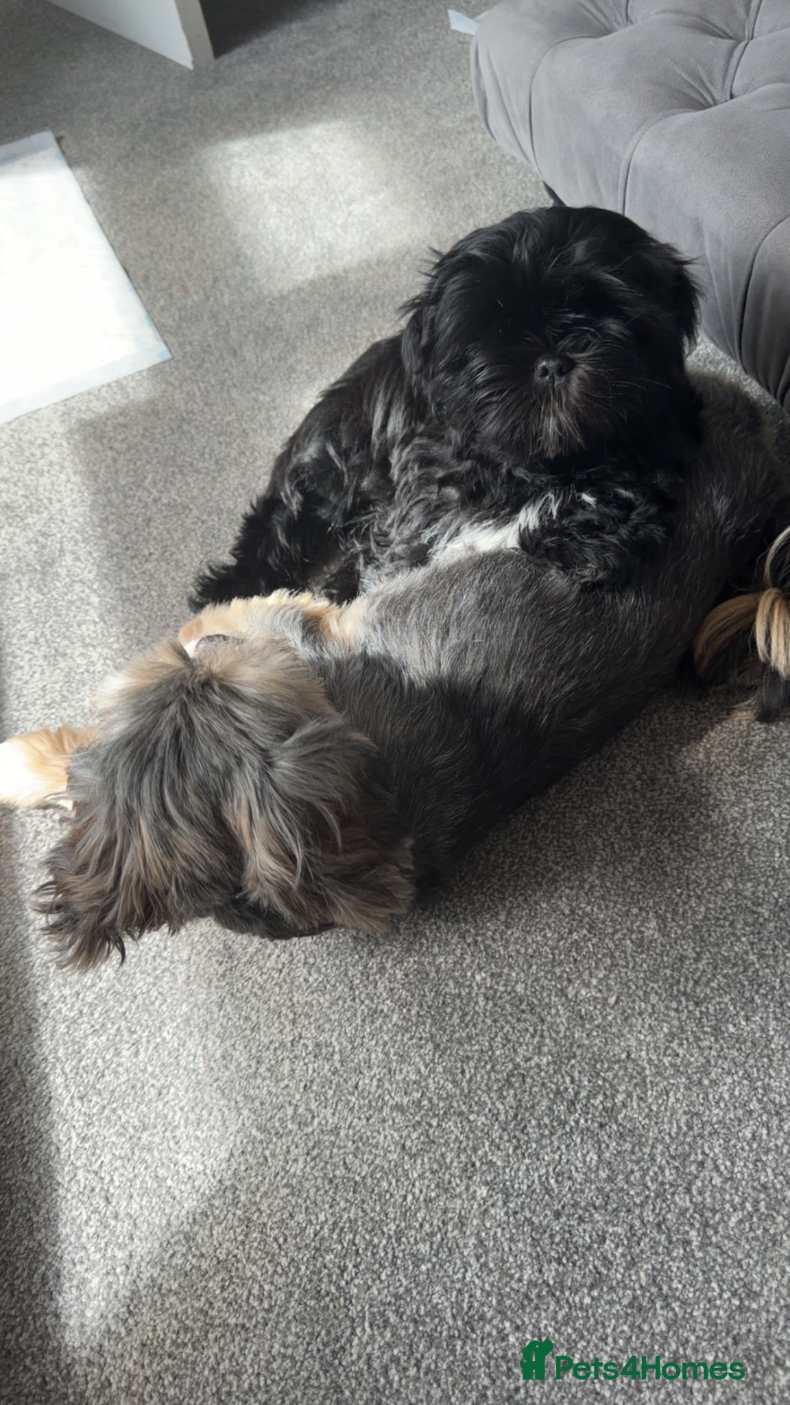 Shih Tzu dogs Shih zue pup  - Advert 1
