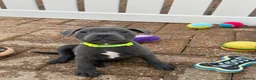 Staffordshire Bull Terrier dogs for sale: KC Health Tested SBT Puppies. - Advert 5