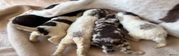 Sproodle dogs for sale: F1 Sproodle Puppies  - Advert 11