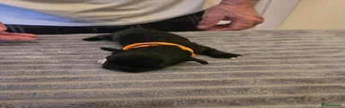 Orange Collar