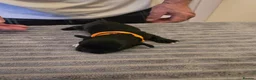 Mixed Breed dogs for sale: Adorable puppies for sale in Banbury - Advert 4