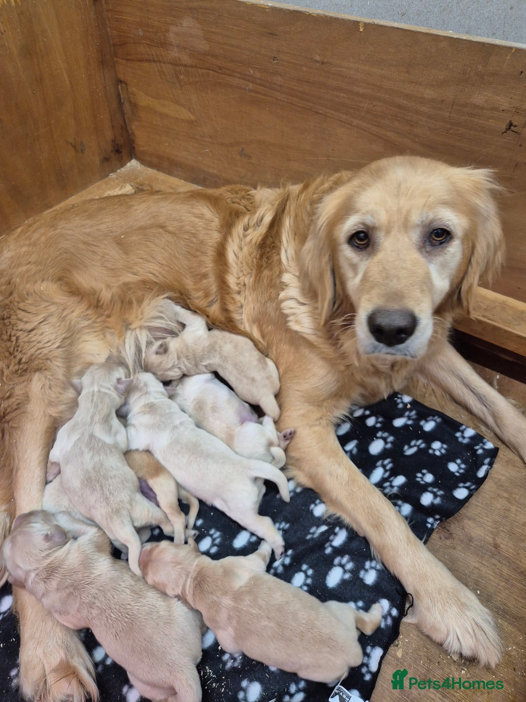 Golden Retriever dogs for sale: KC Registered Golden Retrievers - Advert 4