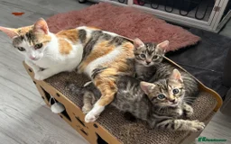 British Shorthair cats for sale: Beautiful female Tabby kitten - Image 3