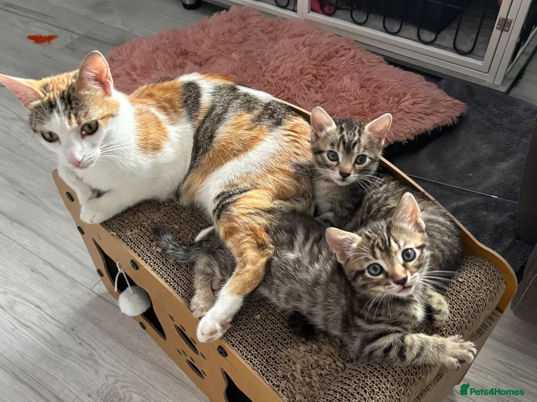 British Shorthair cats for sale: Beautiful female Tabby kitten - Image 3