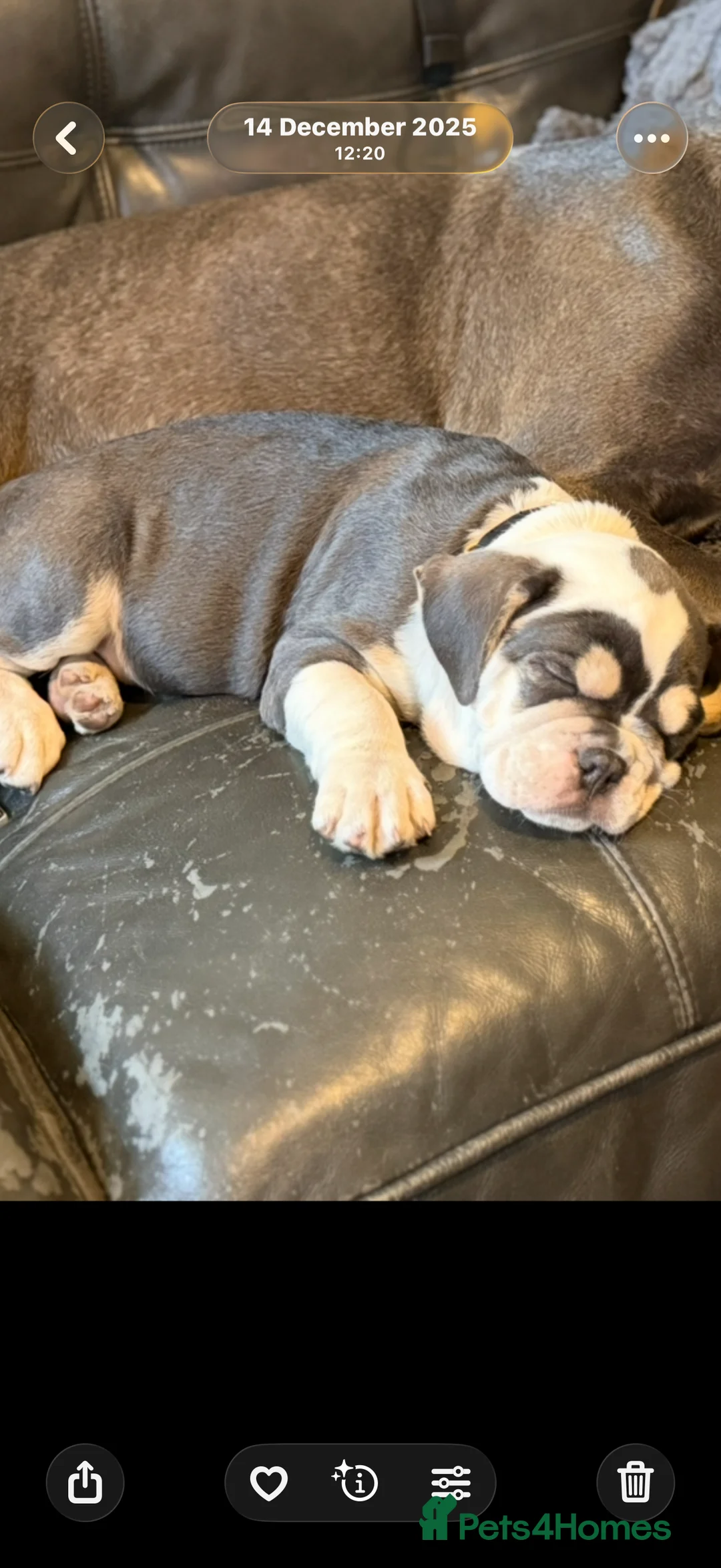 Mixed Breed dogs for sale: Bailey+Bella - Advert 8