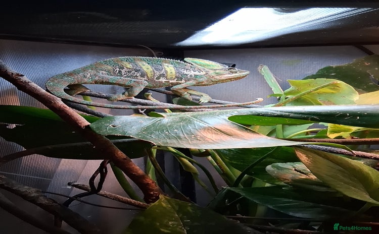 Chameleon reptiles - Advert 1