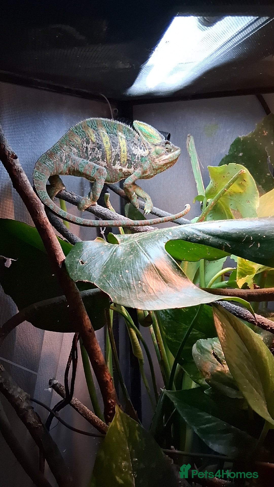 Chameleon reptiles for sale: Male Chameleon for sale - Image 1