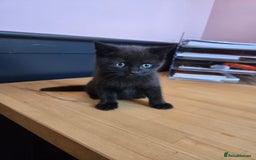 British Shorthair cats for sale: 2 Stunning British Short-hair Kittens - Image 2