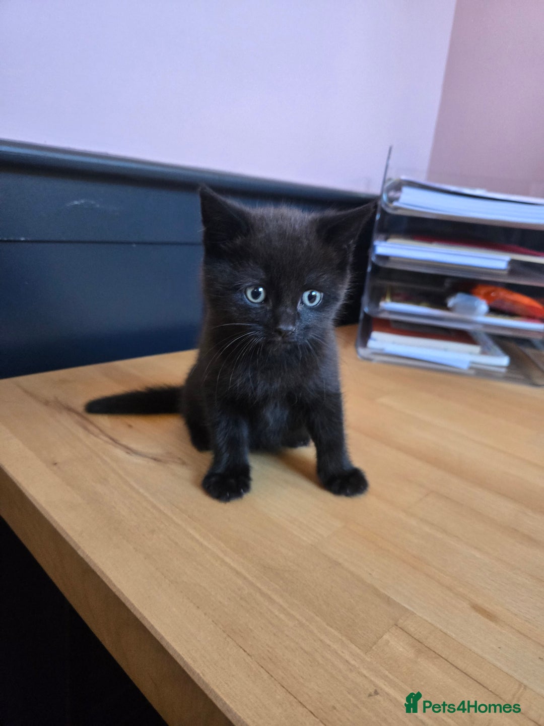 British Shorthair cats for sale: 2 Stunning British Short-hair Kittens - Image 2
