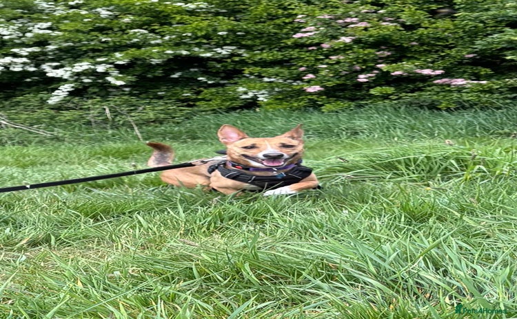 Mixed Breed dogs - Advert 4