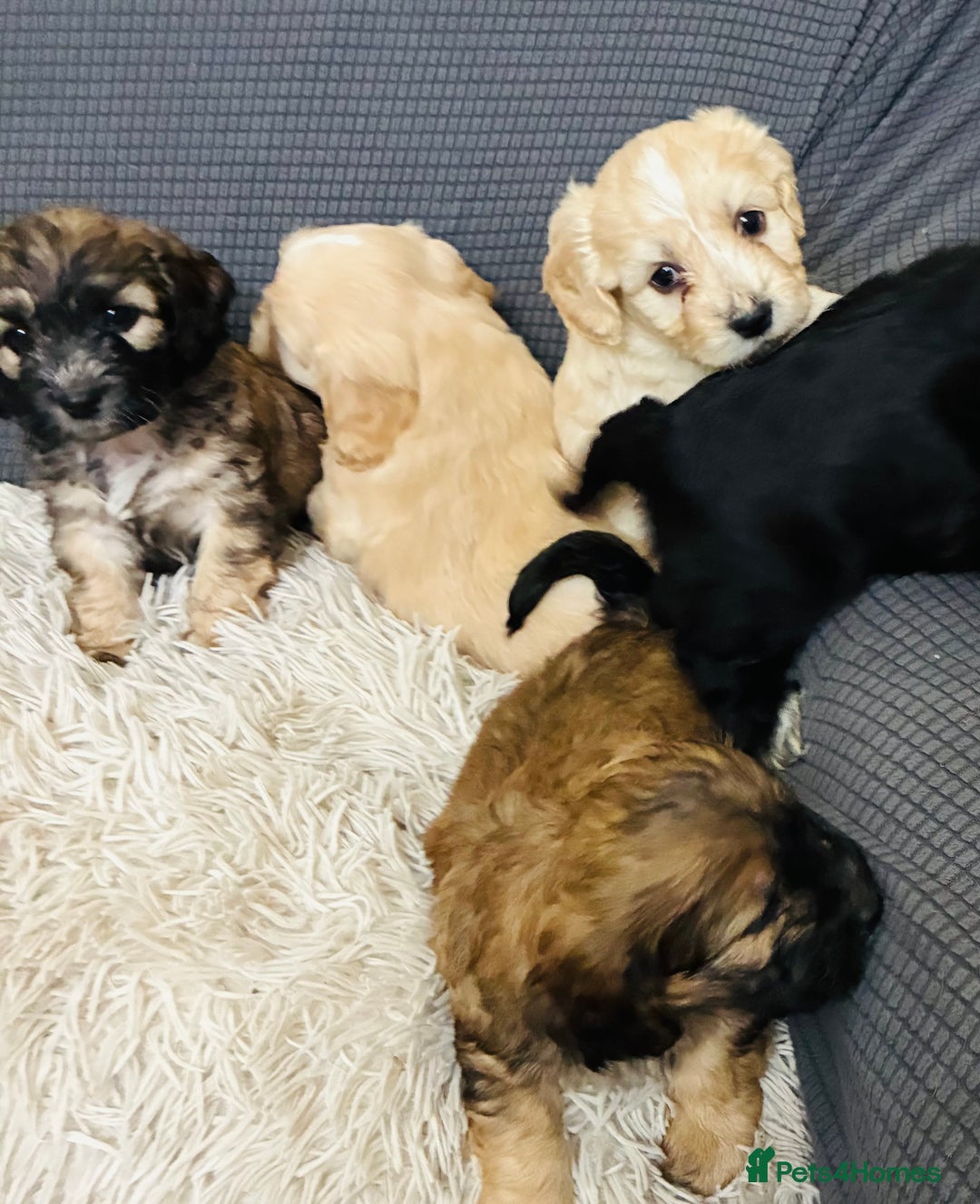 Mixed Breed dogs for sale: 6 Stunning Cock-a-chon puppies  - Advert 7