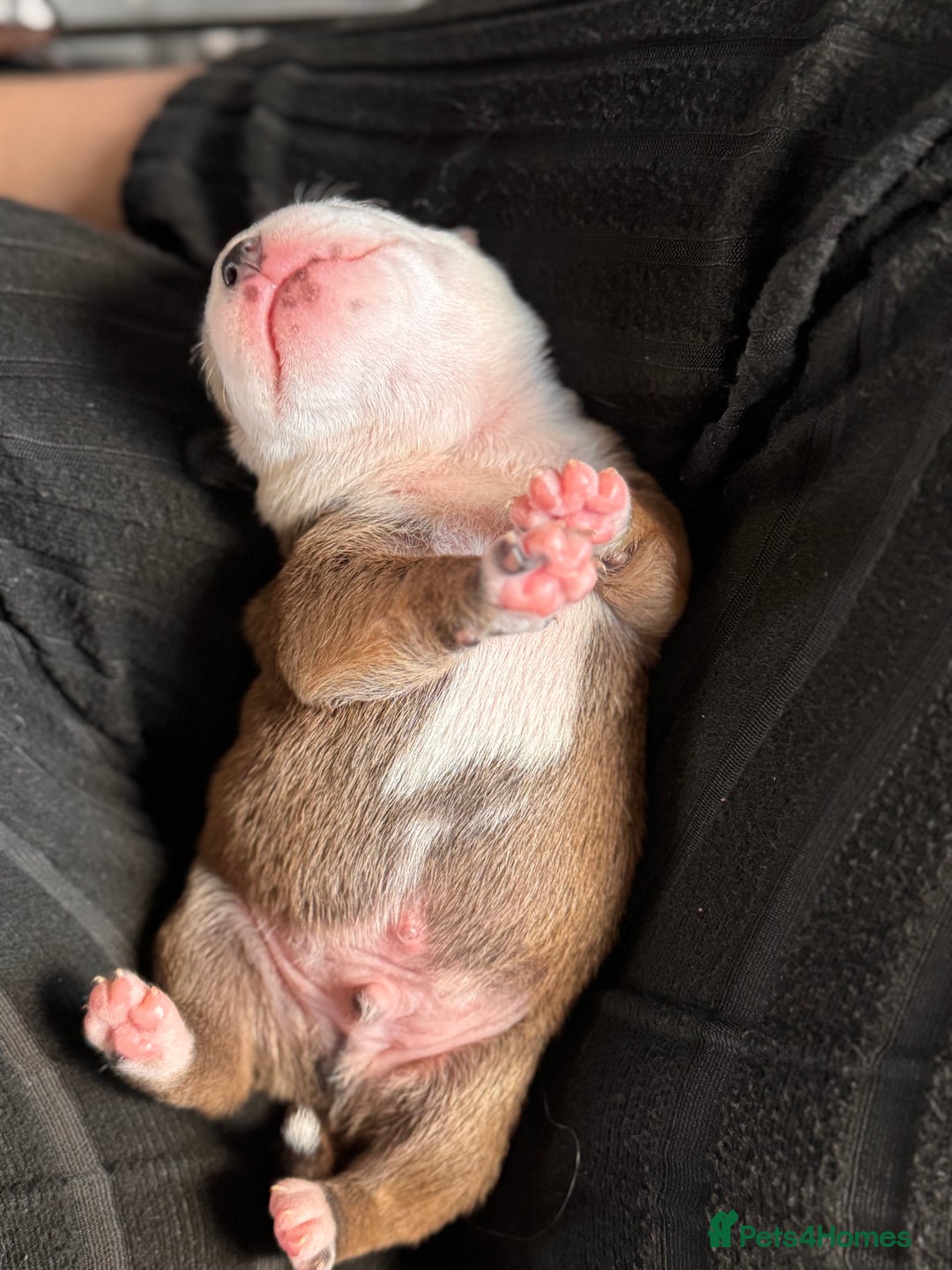 Staffordshire Bull Terrier dogs for sale: KC Staffordshire Bull Terrier - Image 20