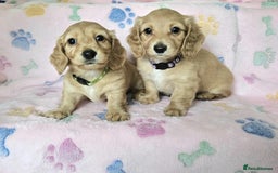Miniature Dachshund dogs for sale: Long haired mini's 💥 Ready 16th August 💥 in Peterborough - Image 4