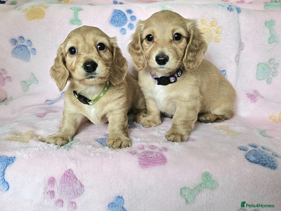 Miniature Dachshund dogs for sale: Long haired mini's 💥 Ready 16th August 💥 in Peterborough - Image 4