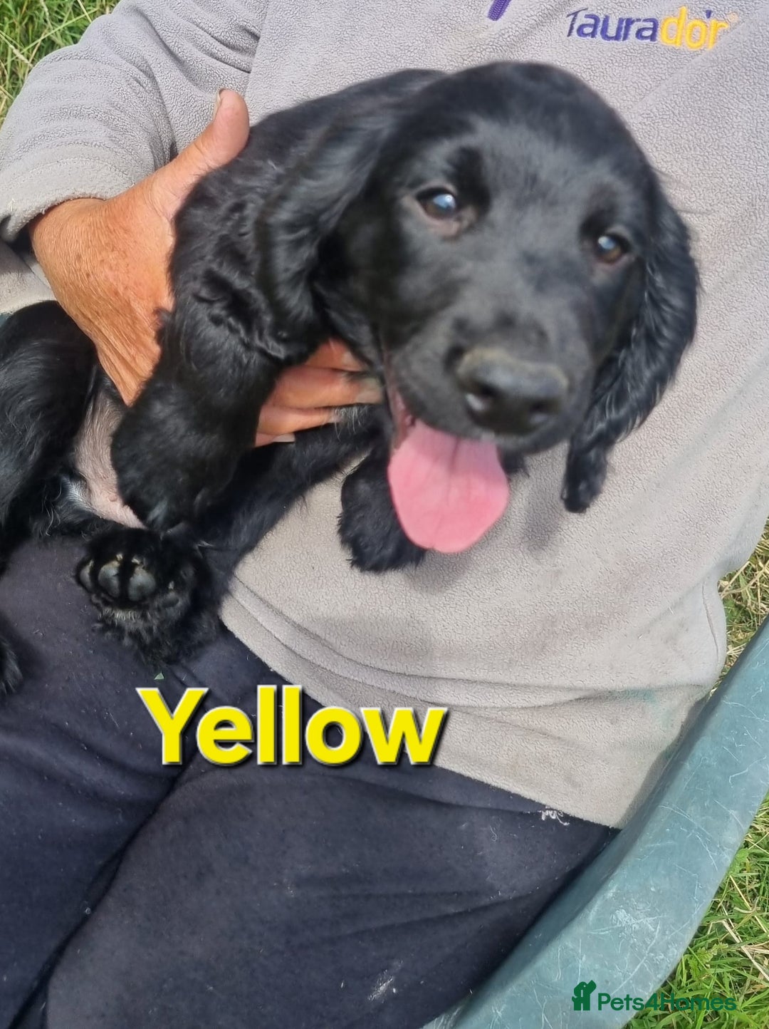 Cocker Spaniel dogs for sale: Stunning Black working Cocker Spaniel Puppies - Image 3