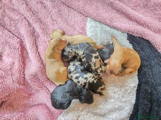 Cockapoo dogs Cockapoo puppies - Advert 3