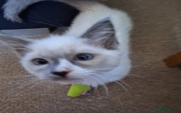 Ragdoll cats for sale: 1 loving boy  left Hand reared from 2 weeks old - Image 2