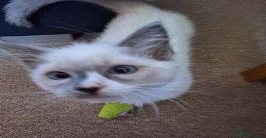 Ragdoll cats - Advert 5