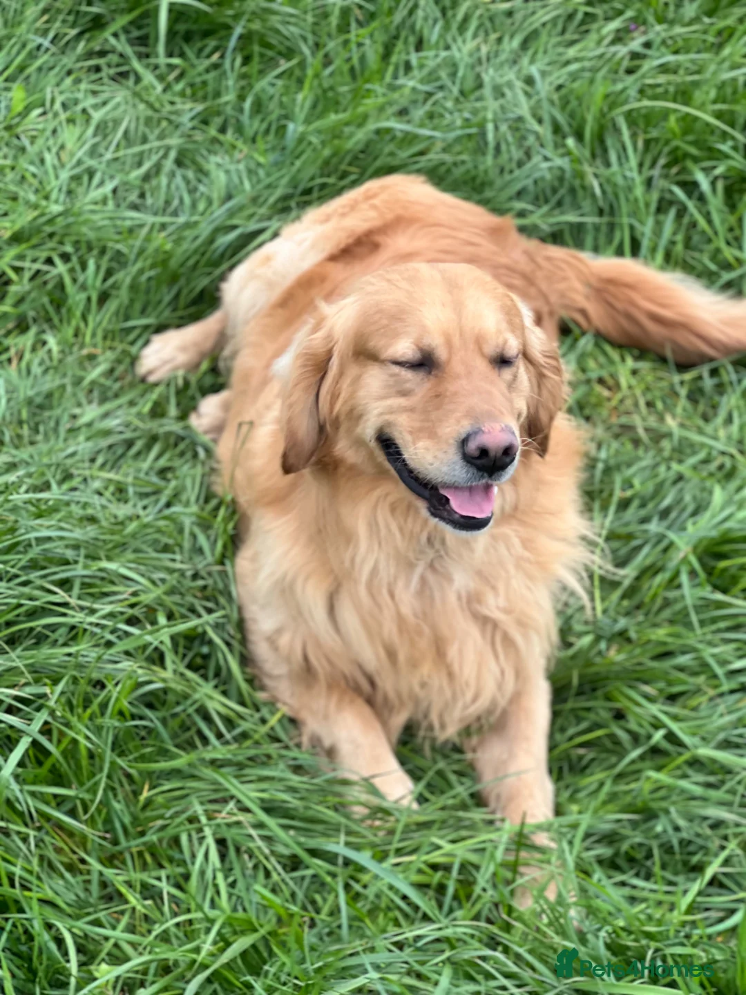 Golden Retriever dogs for sale: Adult male retrever - Advert 2