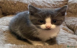 Mixed Breed cats for sale: Stunning part Siamese male kitten  - Image 4