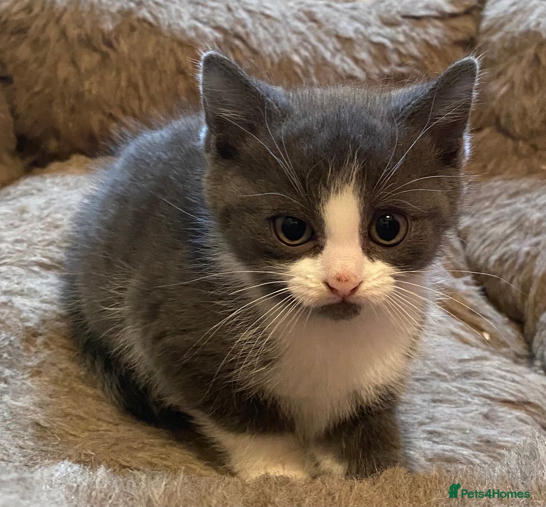 Mixed Breed cats for sale: Stunning part Siamese male kitten  - Image 4