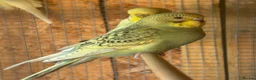 Budgerigars birds for sale: budgies - Advert 2