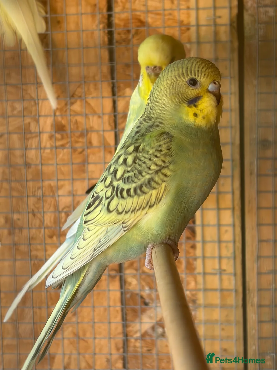 Budgerigars birds for sale: budgies - Advert 2
