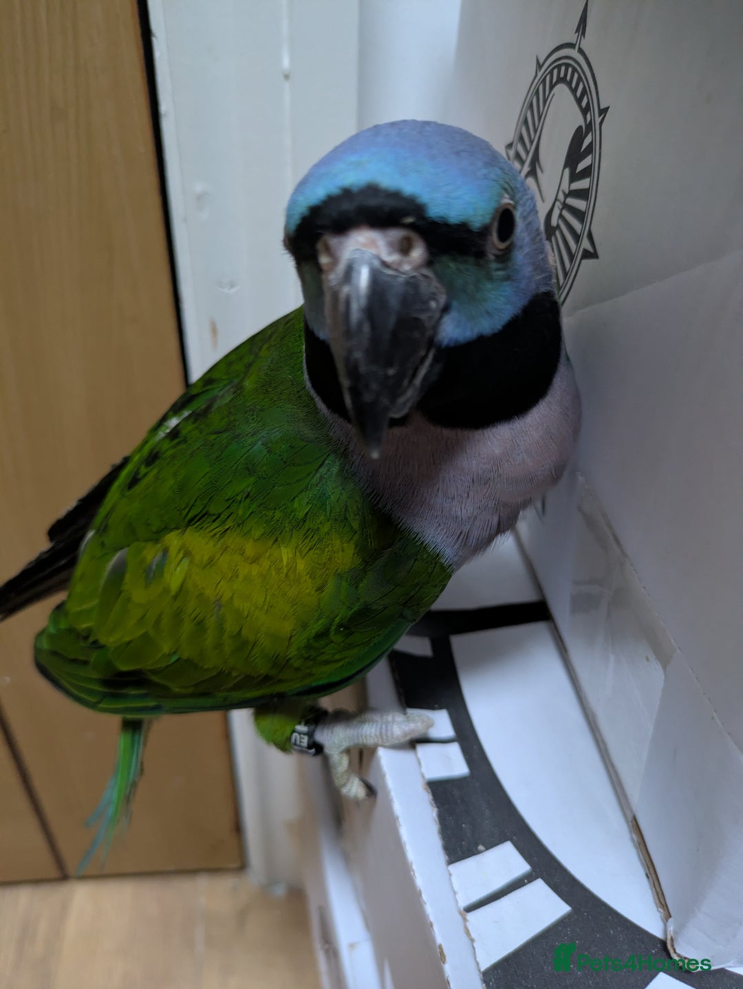 Parakeets birds for sale: Chinese Parakeet Derbyan Parakeet friendly - Advert 29