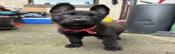 Belgian Shepherd Dog dogs for sale: Dutch shepherd  in Bolton - Advert 4