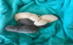 British Shorthair cats for sale: British shorthair kittens  - Image 5